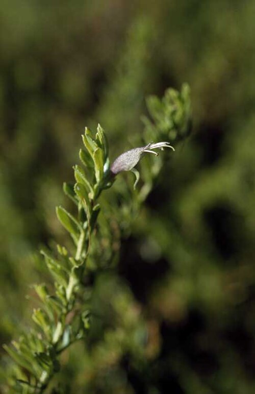 Eremophila veneta: Eremophila veneta