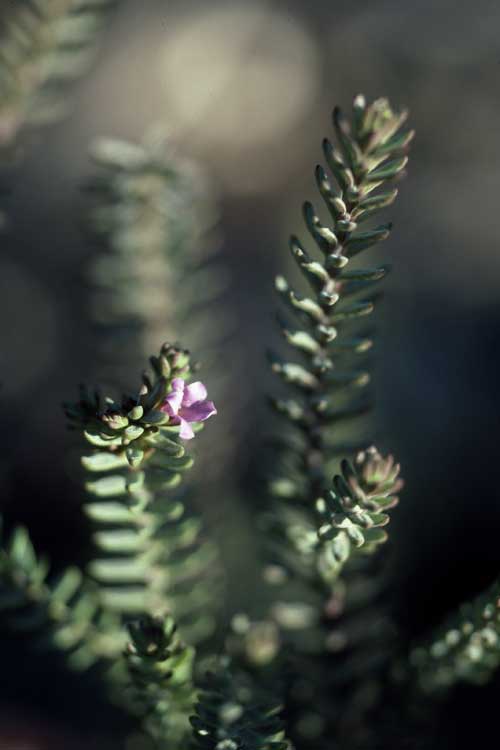 Eremophila veronica: Eremophila veronica