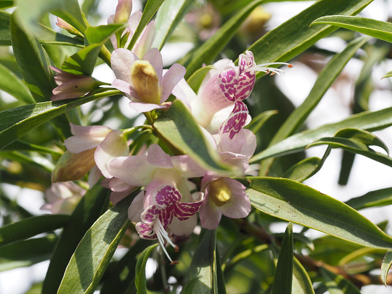 Eremophila viscida: Eremophila viscida growing in Kings Park, Perth
