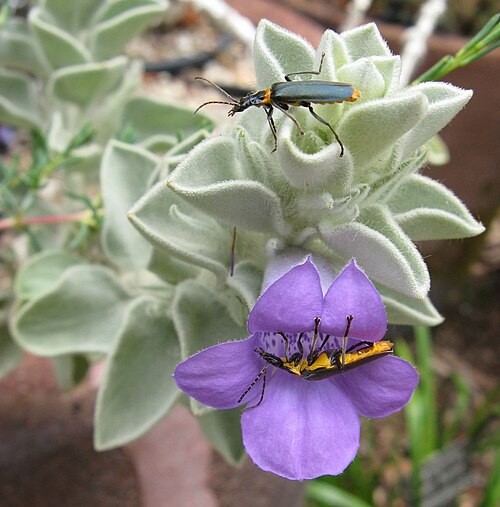 Eremophila warnesii: Eremophila warnesii, Australian National Botanic Gardens, Canberra