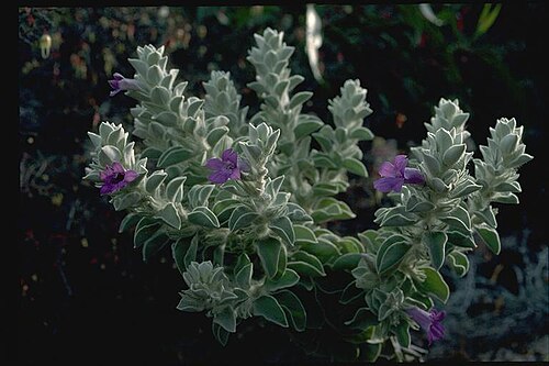 Eremophila warnesii: Eremophila warnesii habit