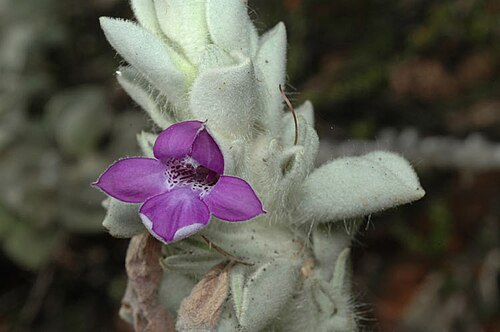 Eremophila warnesii: Eremophila warnesii