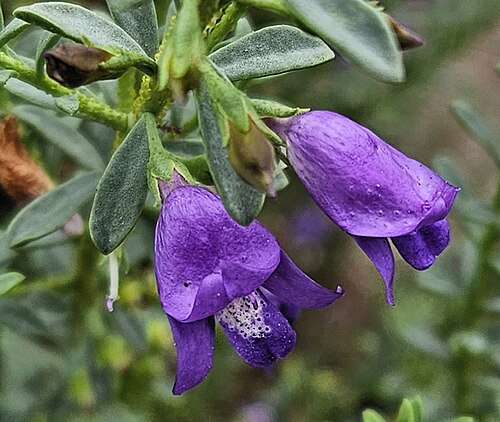 Eremophila weldii: Flowers of an Eremophila weldii . On display at the Huntington Library, Art Museum, and Botanical Garden, San Marino, California, USA.