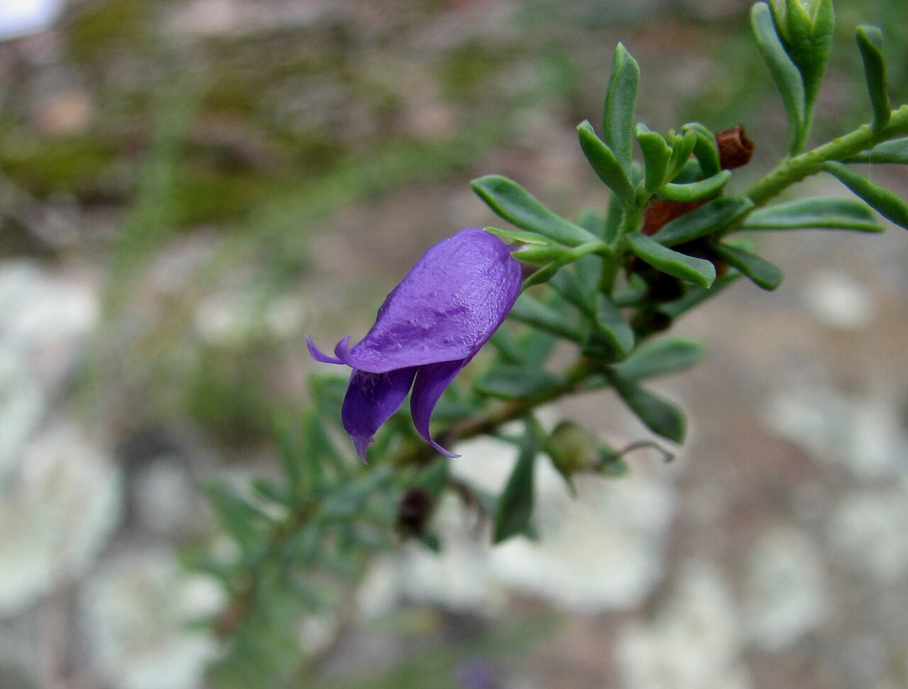 Eremophila weldii: Eremophila weldii (cultivated, labelled) , Maranoa Gardens, Balwyn, Victoria, Australia
