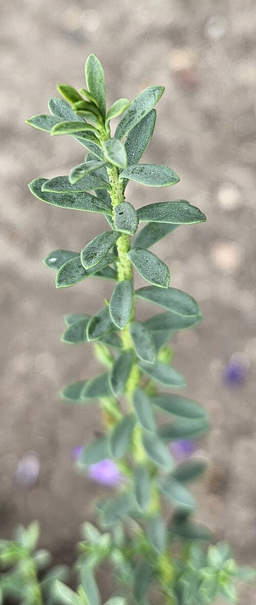 Eremophila weldii: Leaves of an Eremophila weldii . On display at the Huntington Library, Art Museum, and Botanical Garden, San Marino, California, USA.