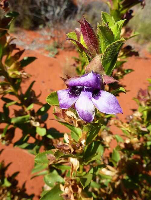 Eremophila willsii: Eremophila willsii , Northern Territory, Australia