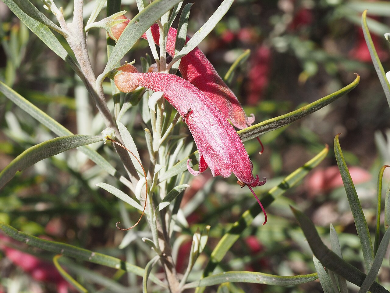 Eremophila youngii: Eremophila youngii youngii growing 35km north of the vermin fence near the North West Coastal Highway