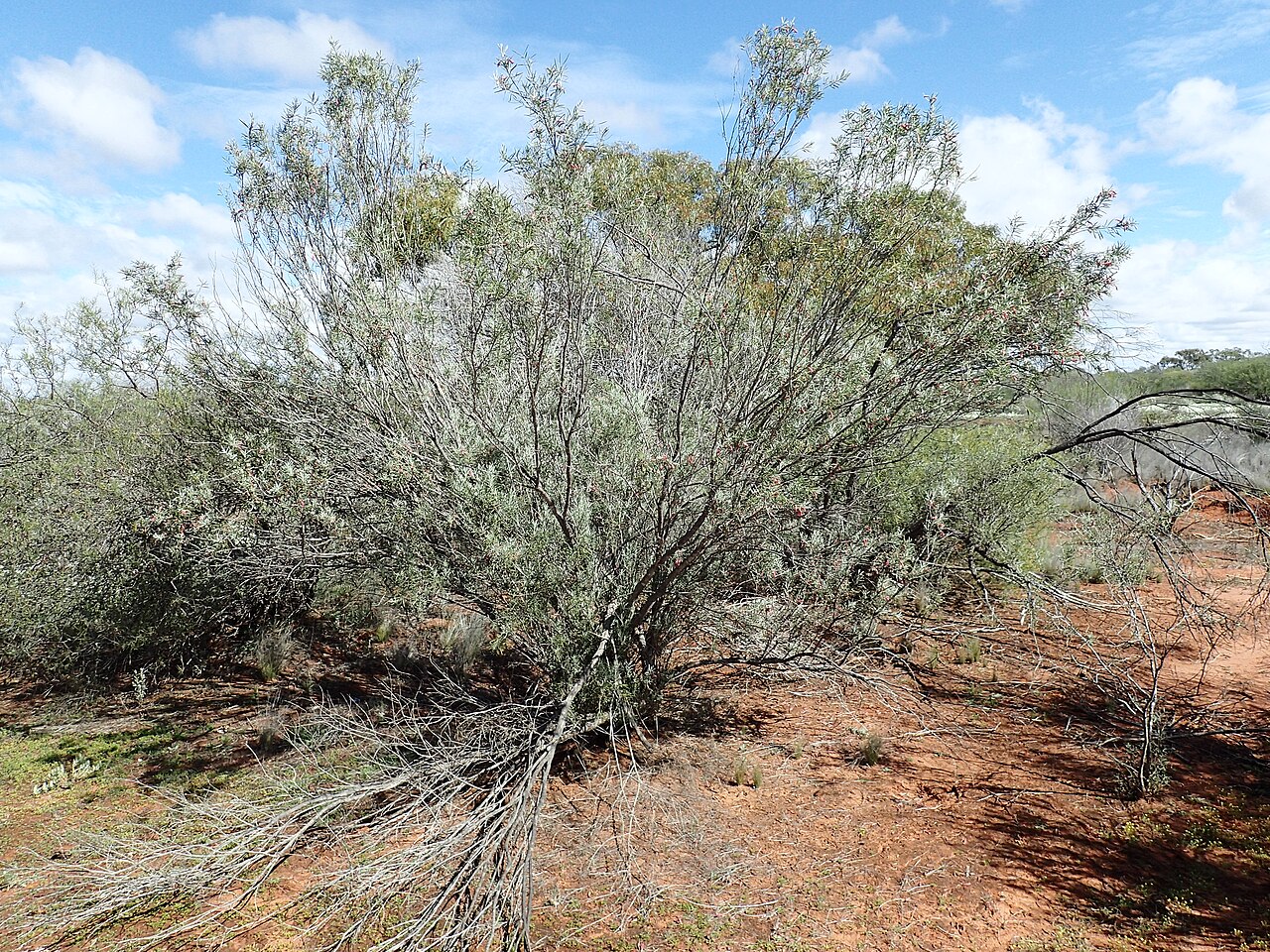 Eremophila youngii: Eremophila youngii youngii growing 35km north of the vermin fence near the North West Coastal Highway