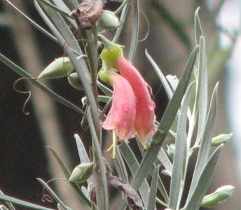Eremophila youngii: Eremophila youngii , Maranoa Gardens, Balwyn, Victoria, Australia