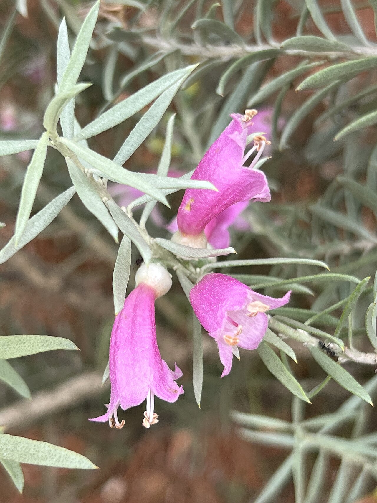 Eremophila youngii: Eremophila youngii cultivated plant growing in the Australian Botanic Garden