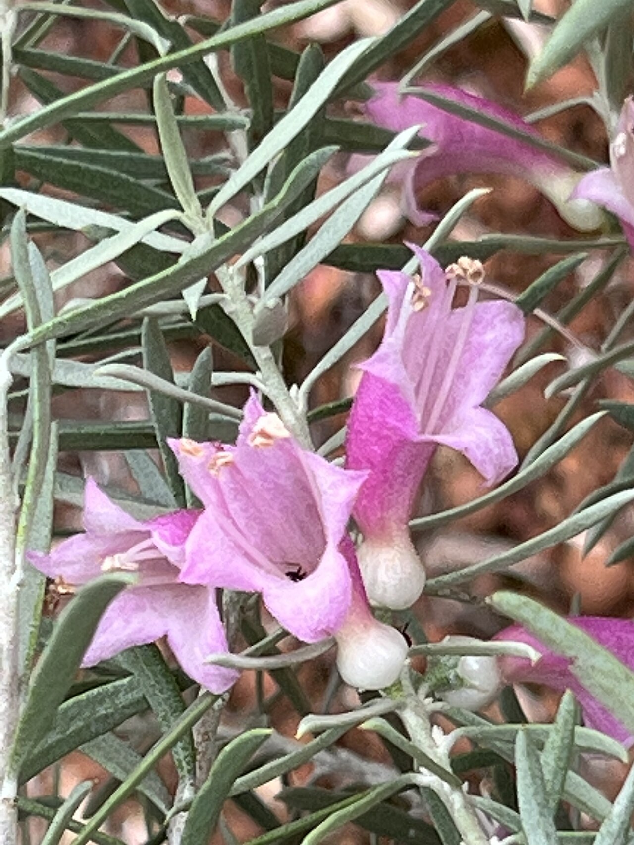 Eremophila youngii: Eremophila youngii cultivated plant growing in the Australian Botanic Garden