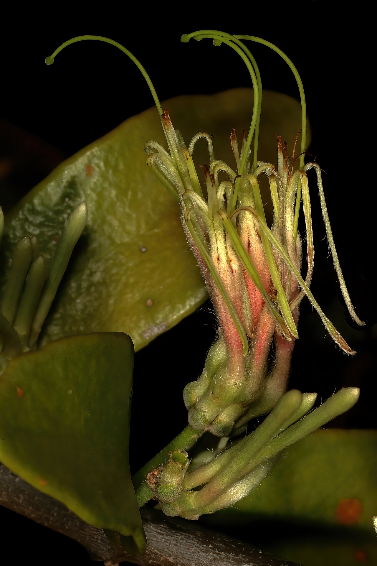 Erianthemum dregei: Erianthemum dregei , flowers (lowland race). Parasitic shrub (natural), Durban Botanic Gardens, Durban, KwaZulu-Natal, South Africa