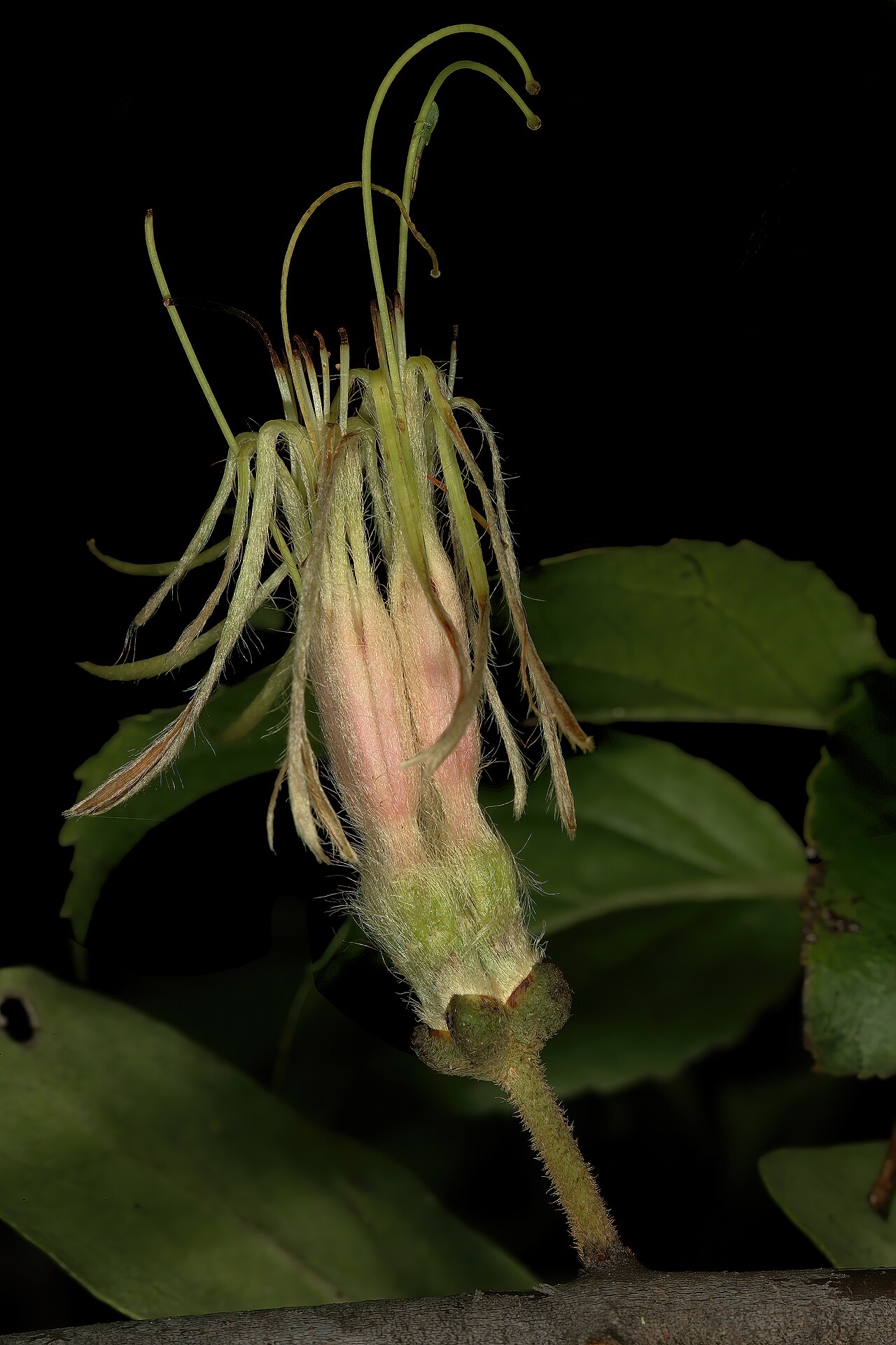 Erianthemum dregei: Erianthemum dregei , flowers; Lowveld National Botanical Gardens (natural), Nelspruit, Mpumalanga, South Africa