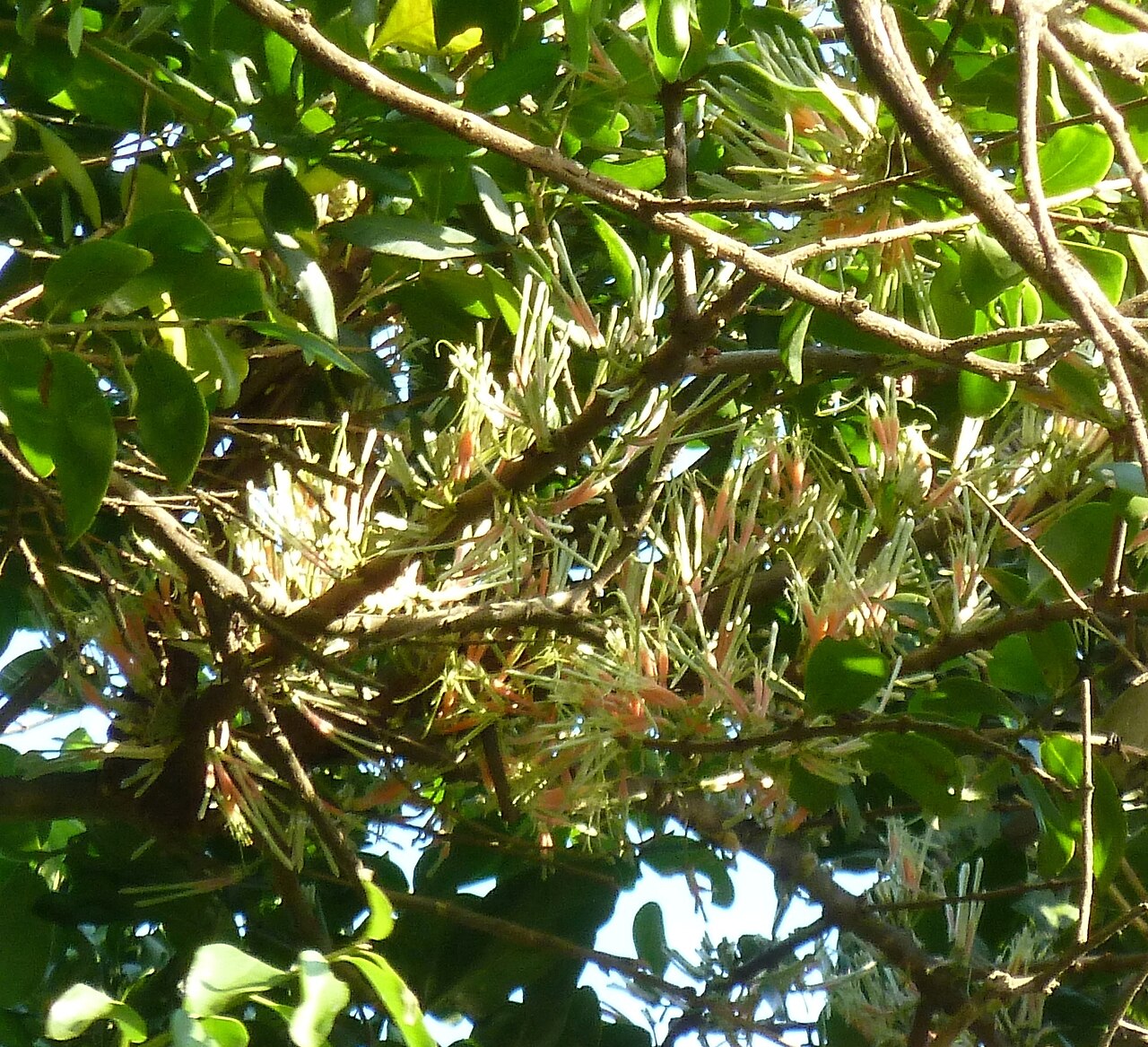 Erianthemum dregei: Hairy mistletoe in coastal bush on beach dune at Umhlanga Lagoon Nature Reserve, KwaZulu-Natal