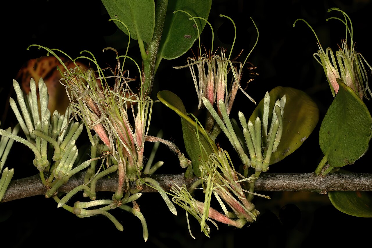 Erianthemum dregei: Erianthemum dregei , flowers (lowland race). Parasitic shrub (natural), Durban Botanic Gardens, Durban, KwaZulu-Natal, South Africa