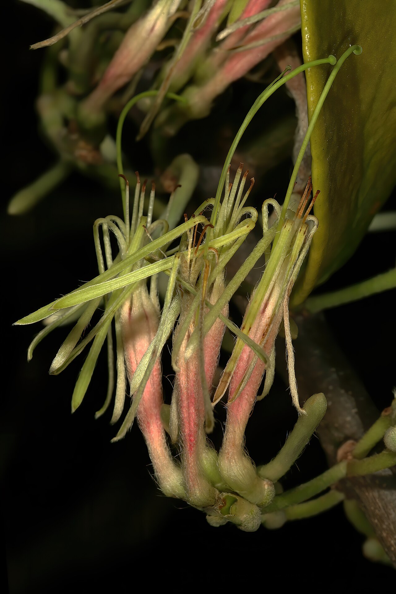 Erianthemum dregei: Erianthemum dregei , flowers (lowland race). Parasitic shrub (natural), Durban Botanic Gardens, Durban, KwaZulu-Natal, South Africa