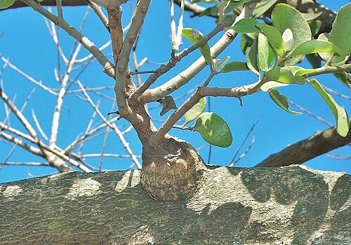 Erianthemum dregei: Stem of Erianthemum dregei growing from branch of a Croton sylvaticus from Amanzimtoti , KwaZulu-Natal, South Africa.