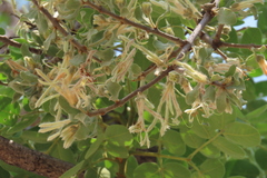 Erianthemum ngamicum (Erianthemum ngamicum)