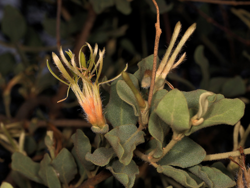 Erianthemum ngamicum (Erianthemum ngamicum)