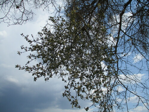 Erianthemum ngamicum (Erianthemum ngamicum)