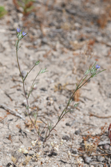 Eriastrum calocyanum (Eriastrum calocyanum)
