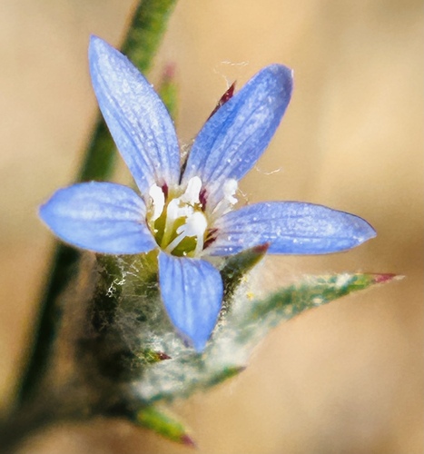 Eriastrum calocyanum (Eriastrum calocyanum)