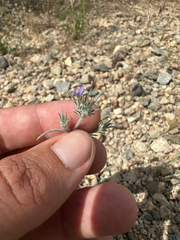 Eriastrum calocyanum (Eriastrum calocyanum)
