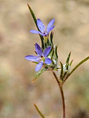 Eriastrum calocyanum (Eriastrum calocyanum)