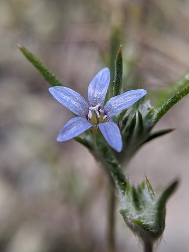 Eriastrum calocyanum (Eriastrum calocyanum)