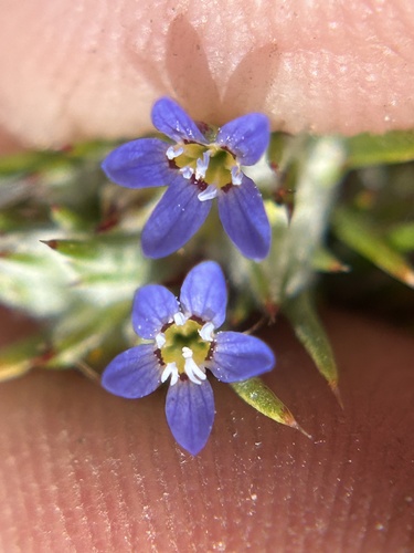 Eriastrum calocyanum (Eriastrum calocyanum)