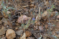 Eriastrum calocyanum (Eriastrum calocyanum)