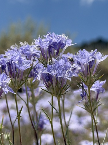 Giant woollystar (Eriastrum densifolium)