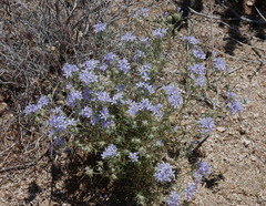 Giant woollystar (Eriastrum densifolium)
