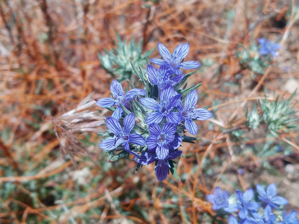 Giant woollystar (Eriastrum densifolium)