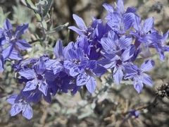 Giant woollystar (Eriastrum densifolium)
