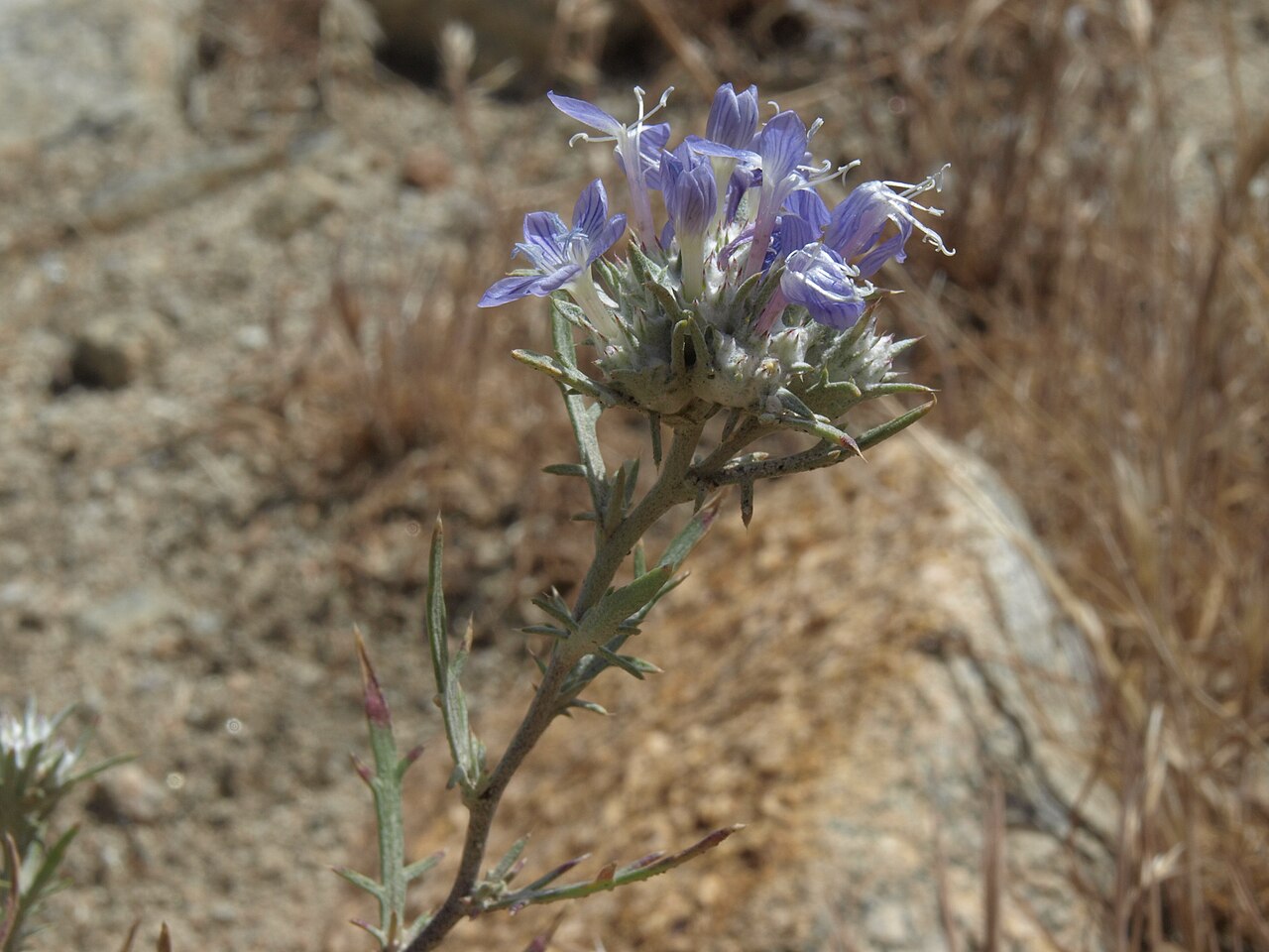 Giant woollystar: Mojave giant woollystar, Eriastrum densifolium subsp. mohavense, Goodale Creek, Owens Valley, Inyo National Forest, elevation 1385 m