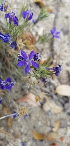 Giant woollystar (Eriastrum densifolium)