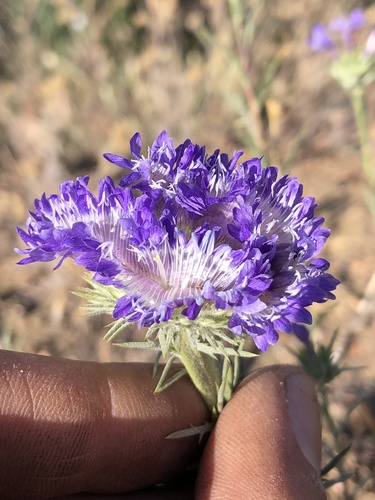 Giant woollystar (Eriastrum densifolium)