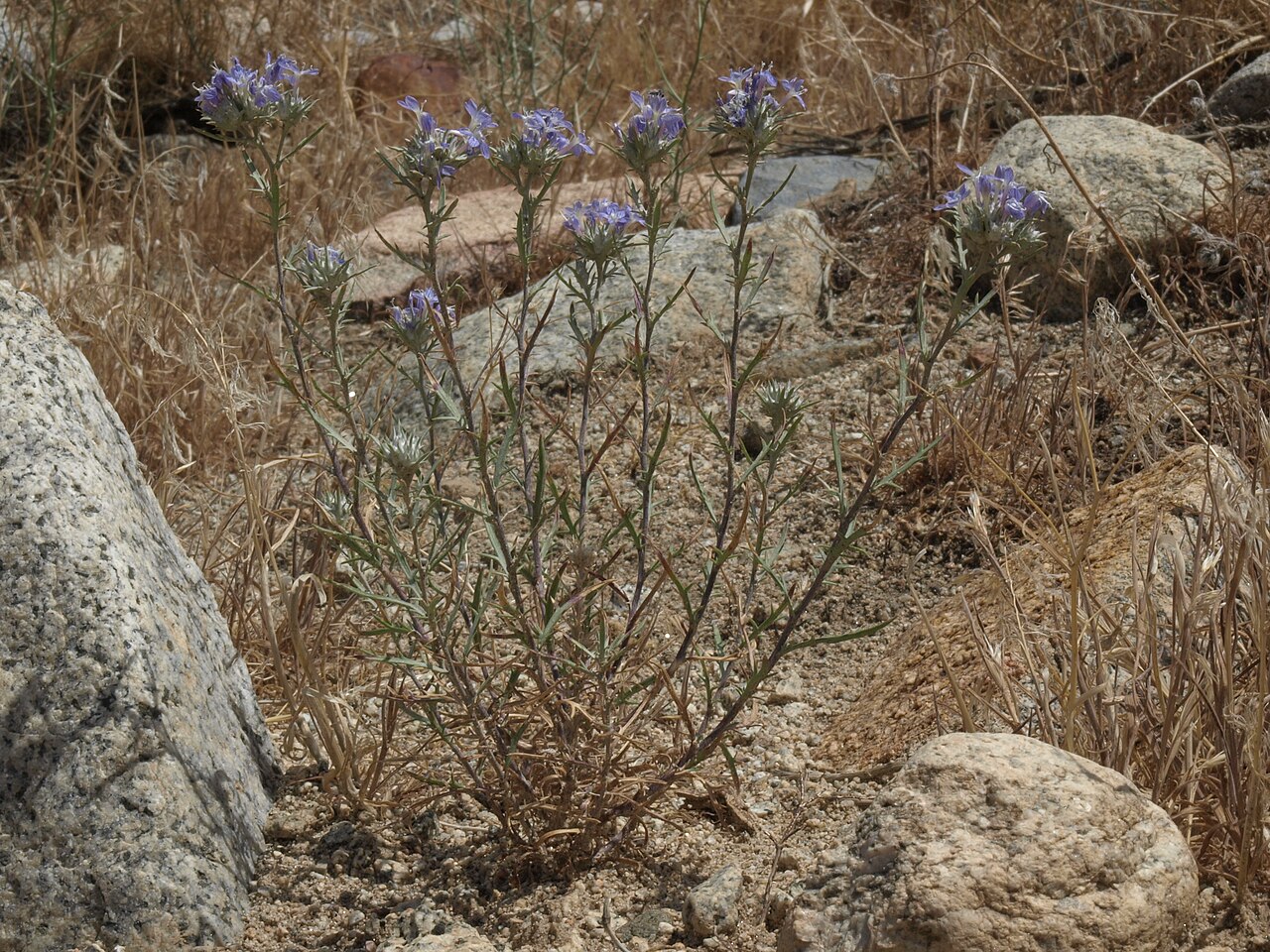 Giant woollystar: Mojave giant woollystar, Eriastrum densifolium subsp. mohavense, Goodale Creek, Owens Valley, Inyo National Forest, elevation 1385 m (4550 ft). Also visible are