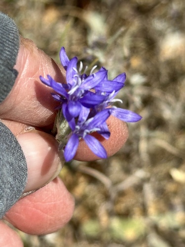 Giant woollystar (Eriastrum densifolium)