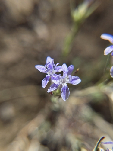 Giant woollystar (Eriastrum densifolium)