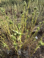 Giant woollystar (Eriastrum densifolium)
