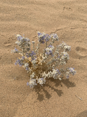 Giant woollystar (Eriastrum densifolium)
