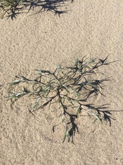 Harwood's woollystar (Eriastrum harwoodii)