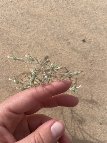 Harwood's woollystar (Eriastrum harwoodii)