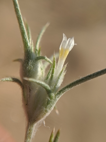 Harwood's woollystar (Eriastrum harwoodii)