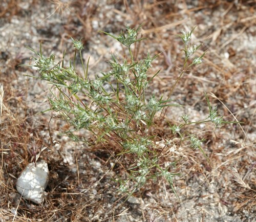 Hoover's woollystar (Eriastrum hooveri)