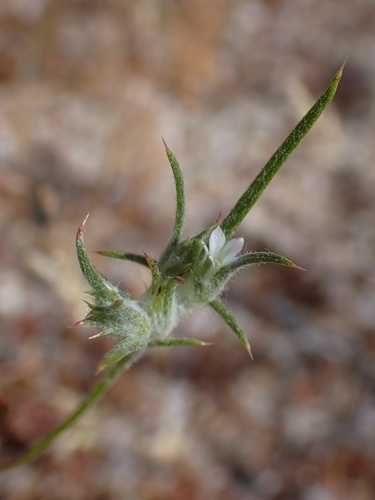Hoover's woollystar (Eriastrum hooveri)