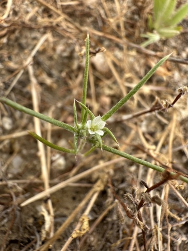 Hoover's woollystar (Eriastrum hooveri)