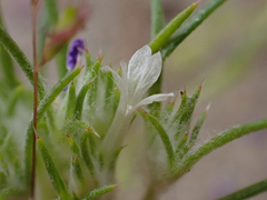 Hoover's woollystar (Eriastrum hooveri)